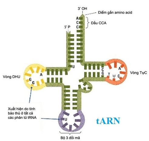 bộ ba đối mã anticodon của tarn vận chuyển axit amin methionine là